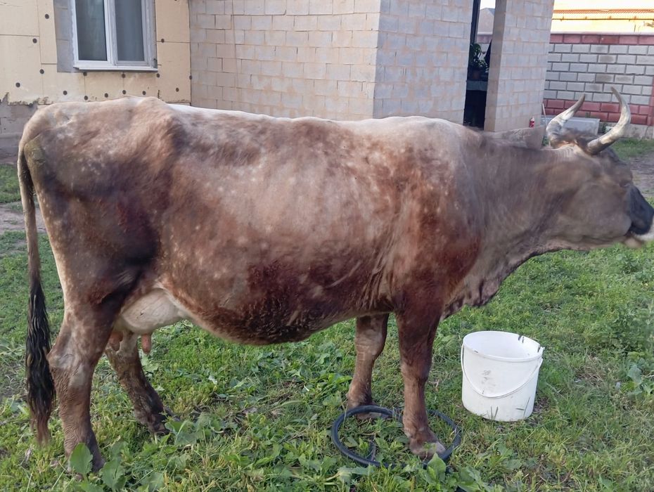 Продам дойную корову