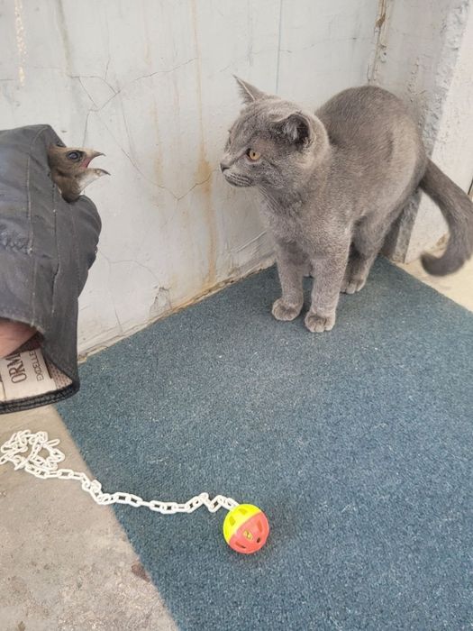 Отдам Породистого Котёнока Русский голубой, 2 месяца, Лоток знает,