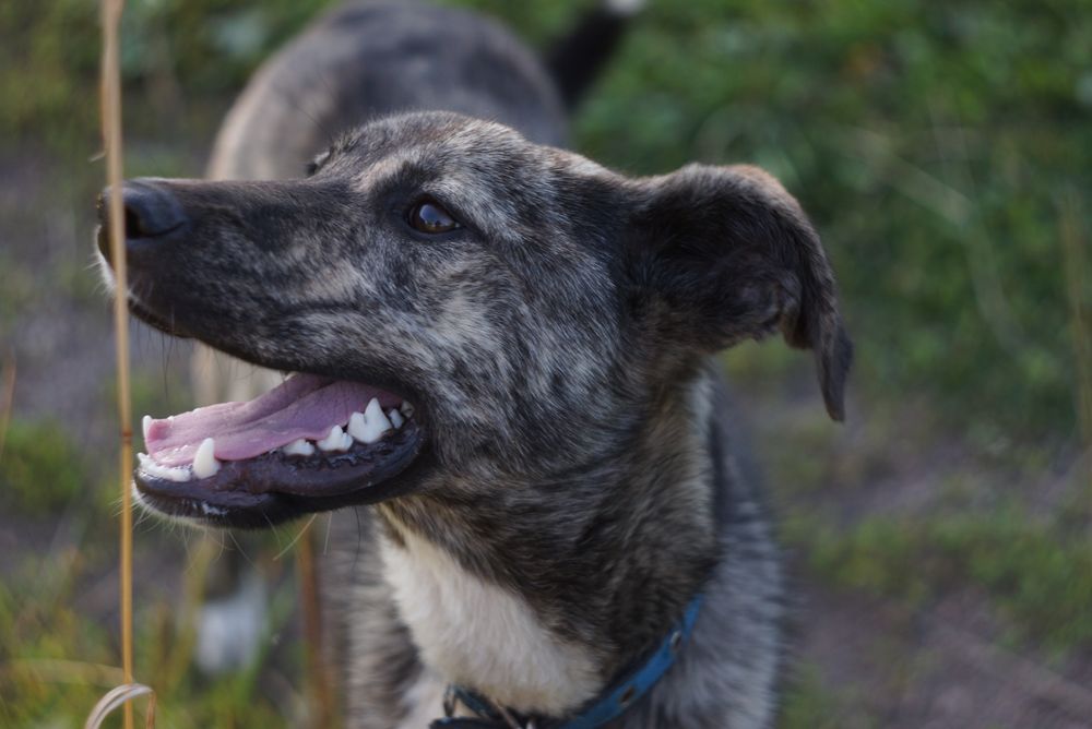 Щенок в поиске семьи