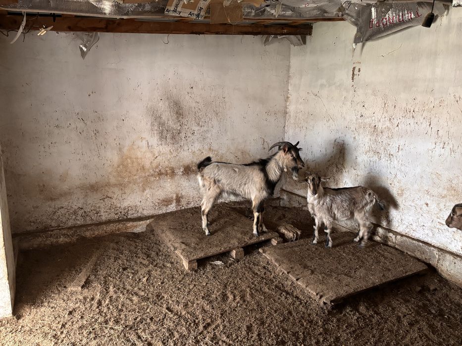 Продается теке (козел) занен