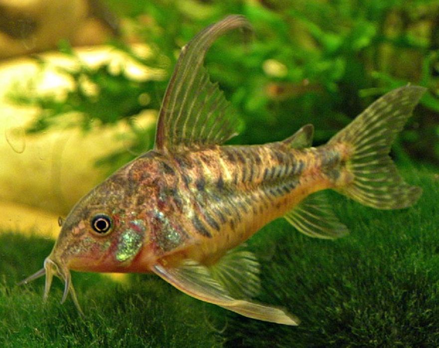 Коридорас крапчатый, вуалевый. Сомик чистильщик