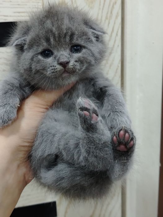 Sotiladi zoti toza skotish fold strayt qiz ogil bor