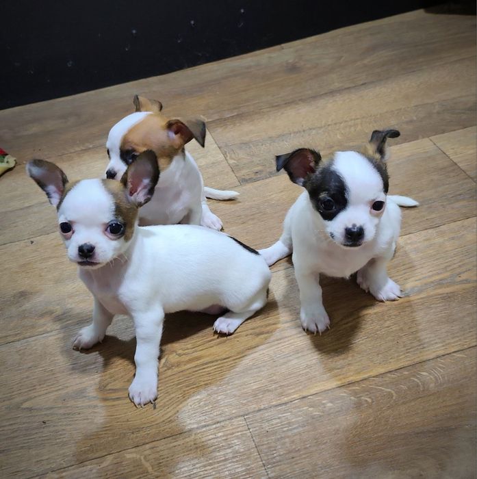 Продаются ЧихуаХуа