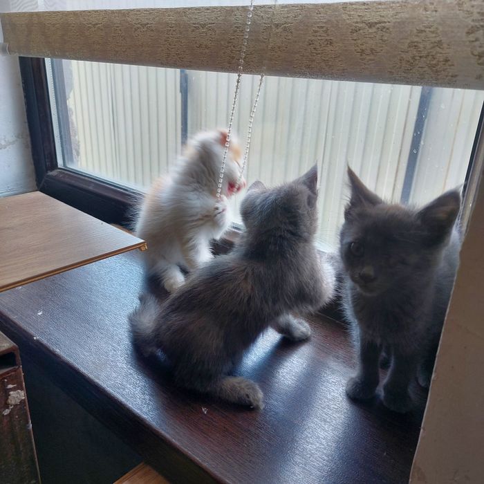 Отдам котят в хорошие руки