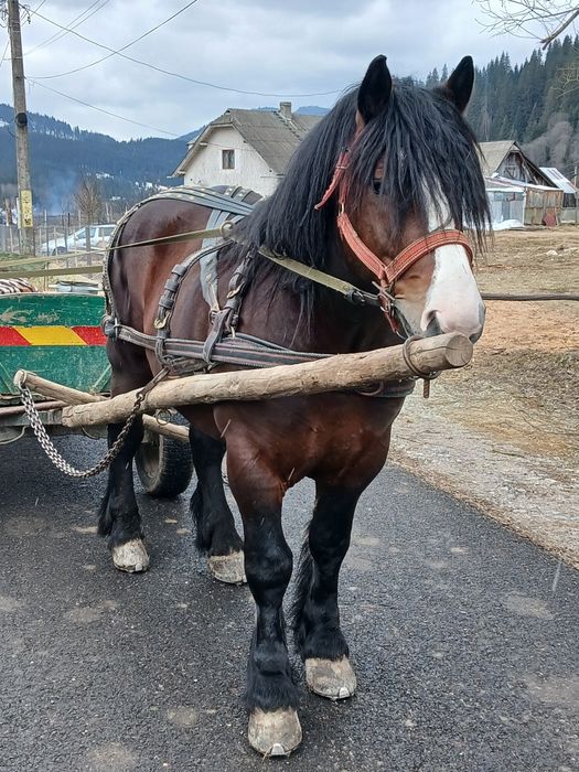 Vand armasar de 4 ani foarte cuminte invțat la pădure și căruță...