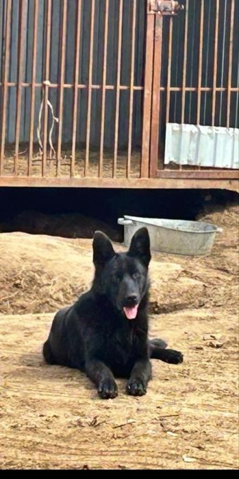 Щенки немецкой овчарки, Чисто Черные.