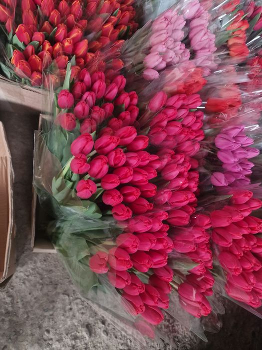 Тюльпаны крупные оптом