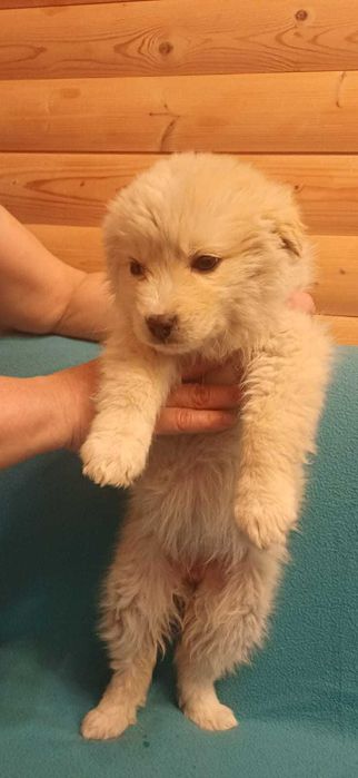 Щенки девочки звоночки