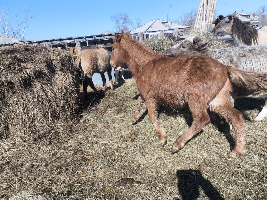 Продам годовалых лошадей
