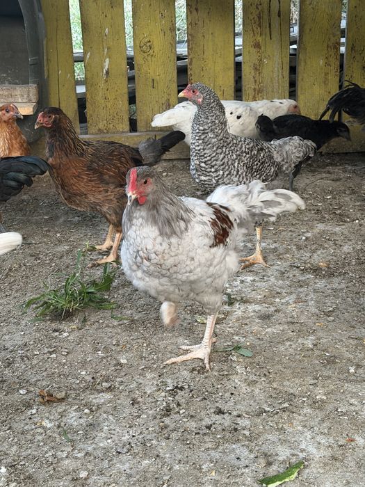 Продам петушков 3