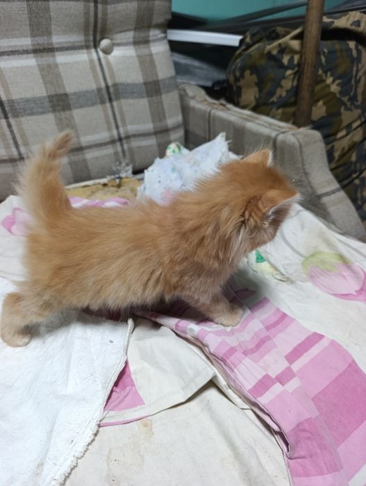 Отдам котят в добрые руки