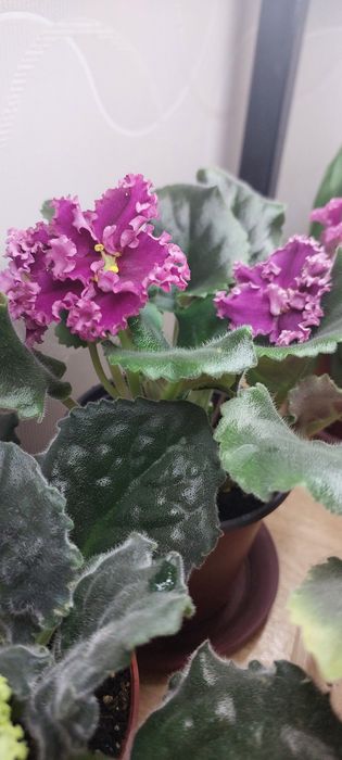 Продаю фиалки.домашние.есть разные сорта.