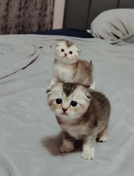 Котята Драгоценного Окраса Шиншилла