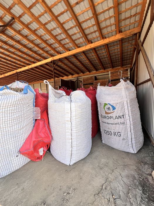 Cartofi consum și sămânța  !