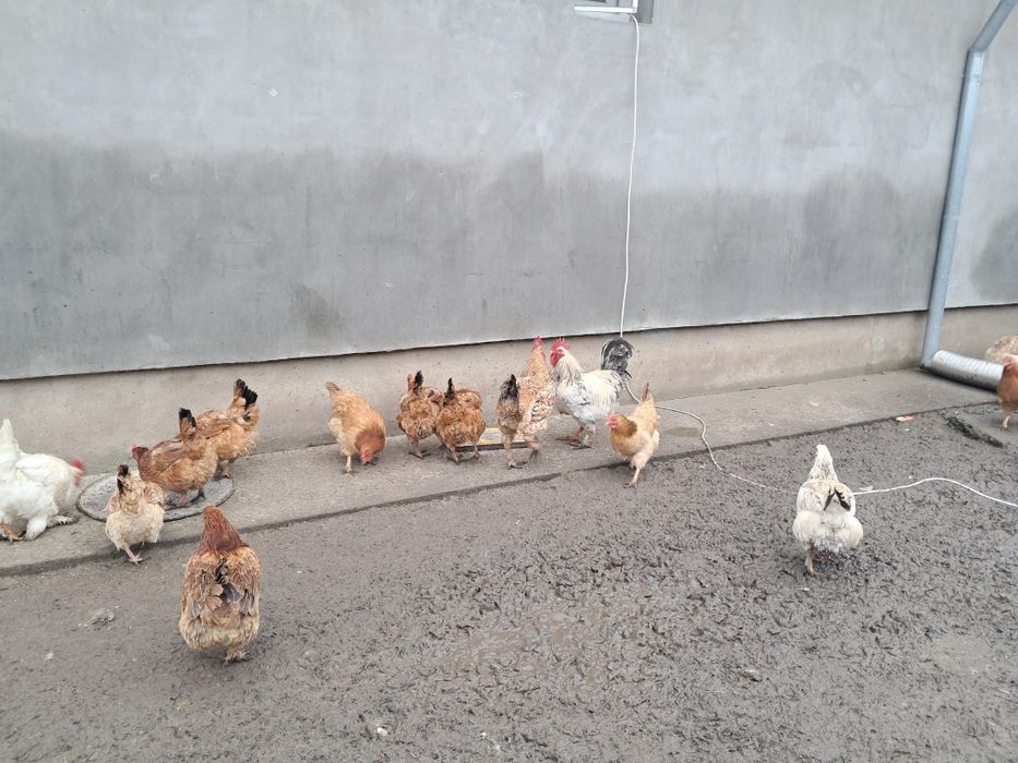Vând găini si cocosi de tara