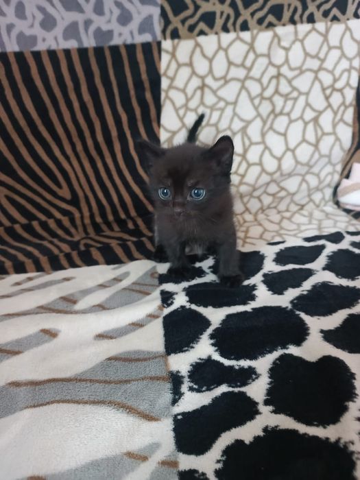 Отдам в заботливые руки маленькую девочку-котенка