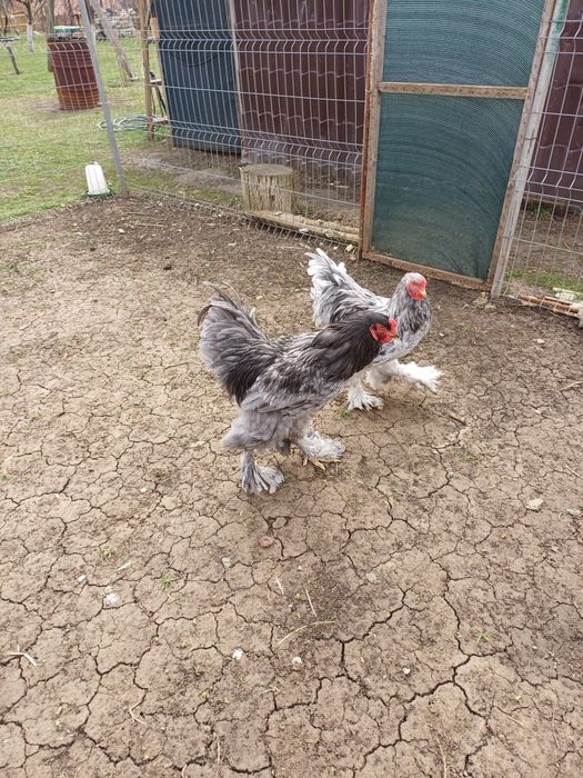 Cocos brahma albastru