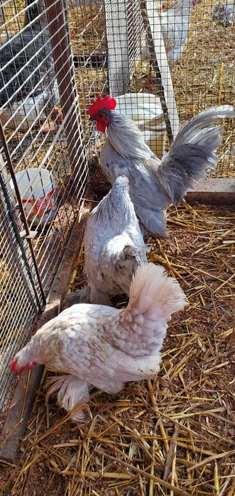 Pãsãri de curte,domestice