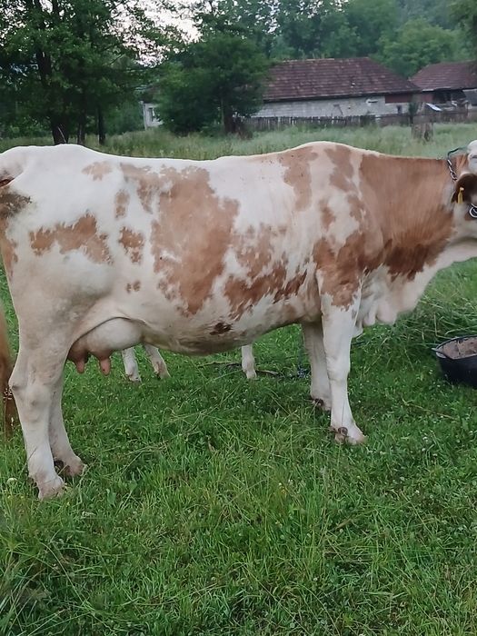 Vind vacă de 7 ani fatată de6 săptămàni