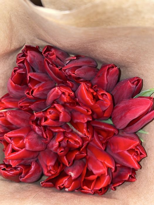 Самые крупные тюльпаны в Астане и Петропавловске бутон 10 см
