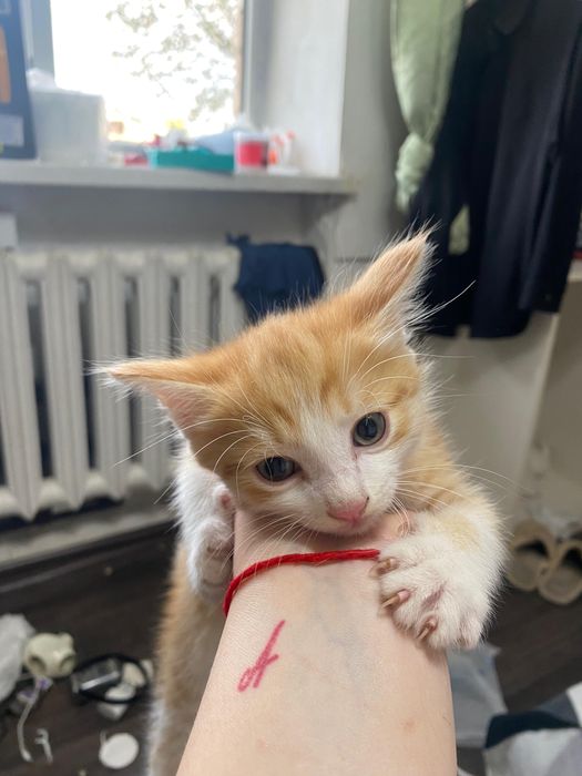 Отлам котенка мальчика