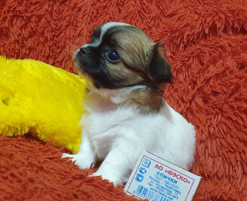 Щенки чихуахуа резерв.