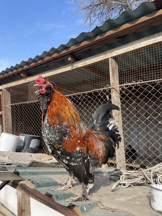 Парочка карликов