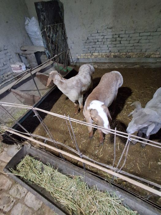 Бокиладиган куйлар