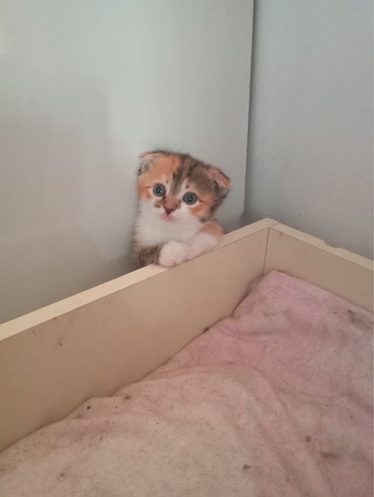 Отдаю 1 месячного котенка