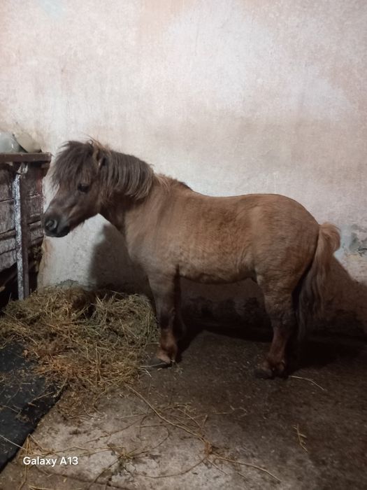 Vând ponei armăsar