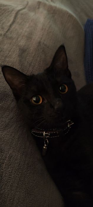 Кот в добрые руки