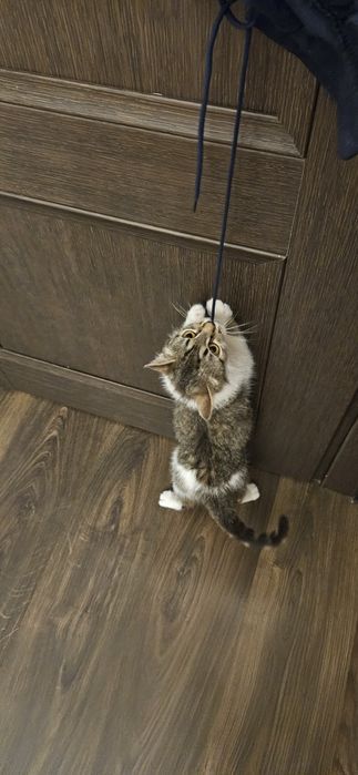 Котёнок Девочка в дар!