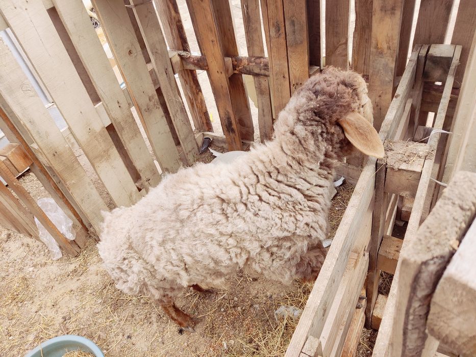 Қой/қозы/лақ/теке/қошқар