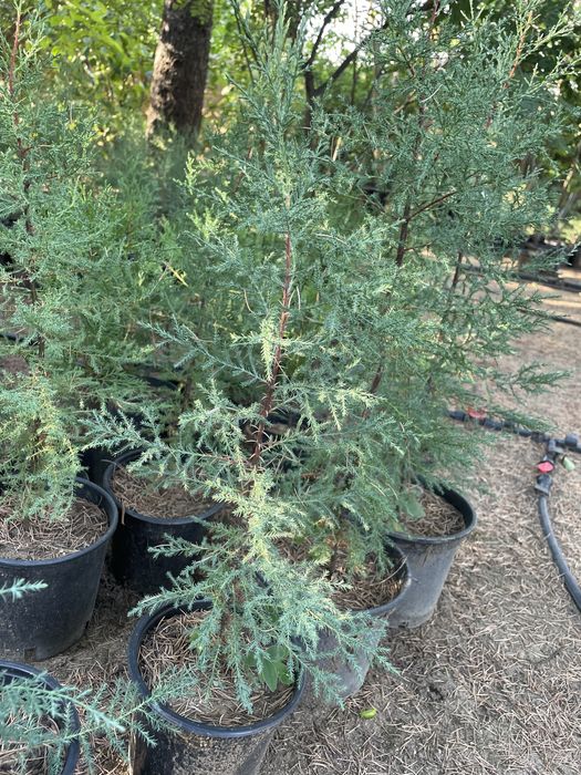 Източна туя, Аризонски кипарис, Обикновен кипарис