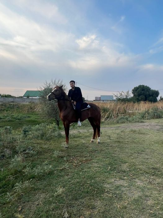 Құнан сатылады дайын ат