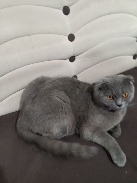 Skottish Fold mushuk