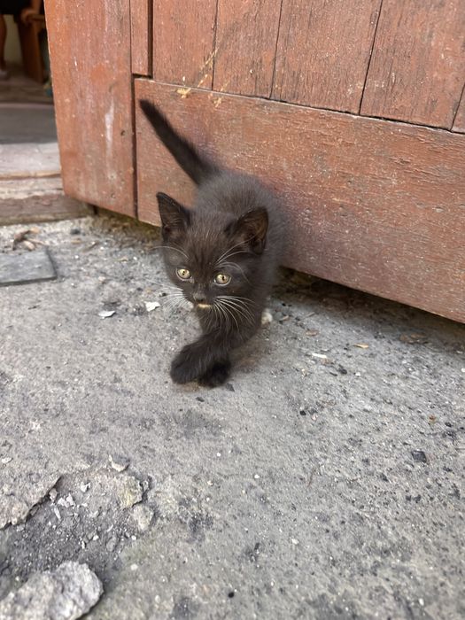 Отдам котят в хорошие руки