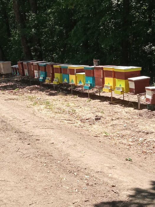 Miere de vanzare 300 kg de miere polifloră și 300 kg de miere de tei