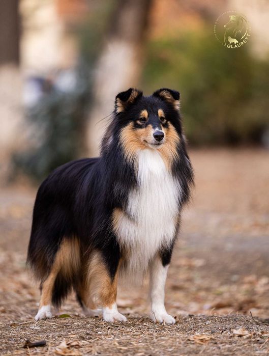 Щенки ШЕЛТИ, питомник GLAURETT ( FCI - KFU )