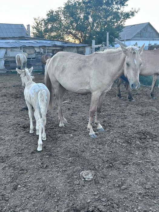 Кулынды бие сатылады