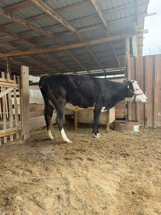 Сельхоз животные