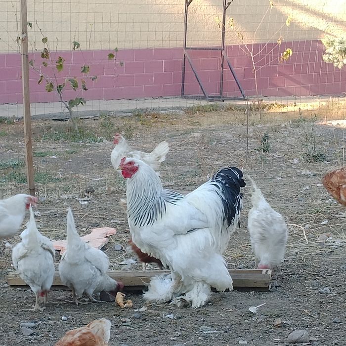 Продам пару брамы питух и курица