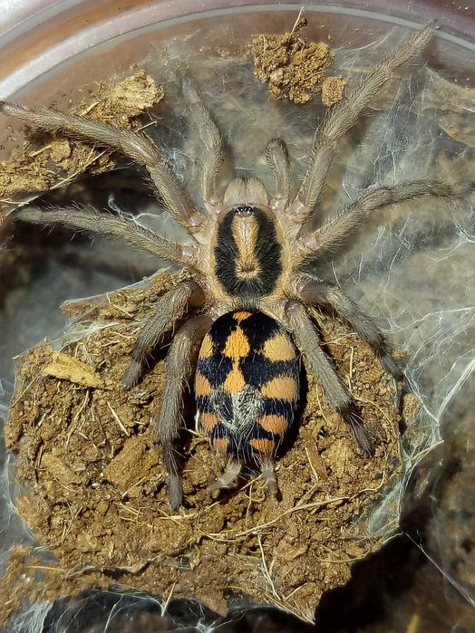 Tarantule din diferite specii