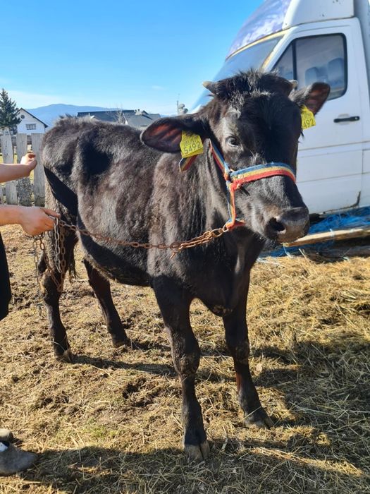 Vând vitele una de 8 luni , una de 10 luni