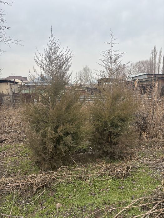 Продам можевельник