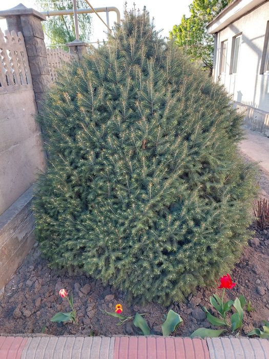 Продам Елки (ели)