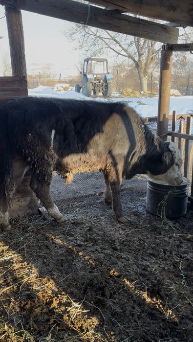 бычоктар сатылады