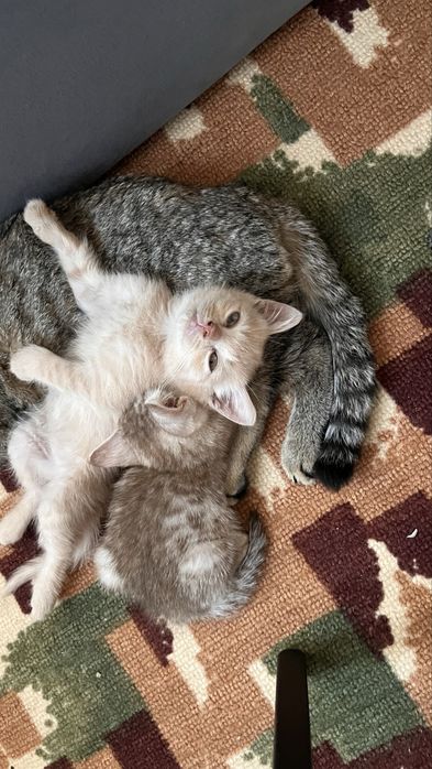 Котята от британца