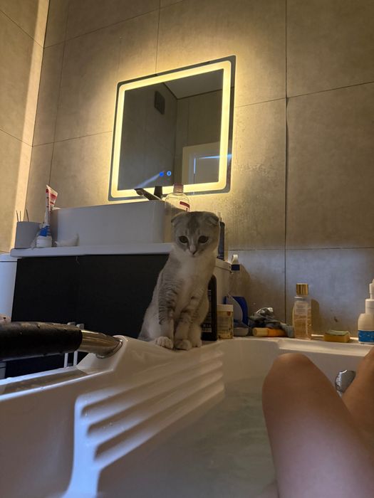 Срочно Продается шотландская кошка