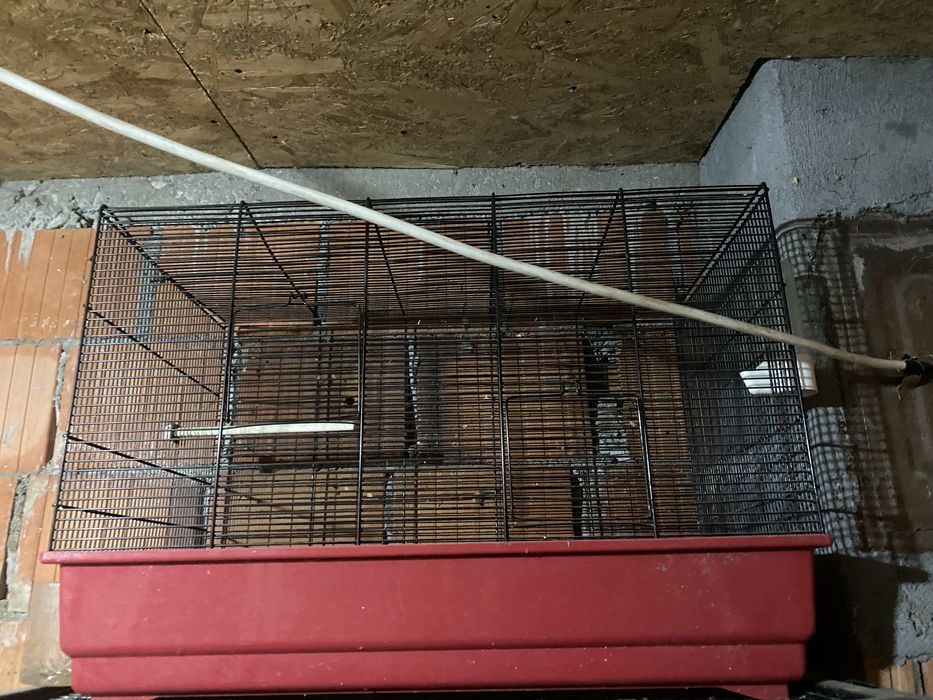 Vand custi de papagali